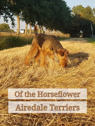 of the Horseflower 